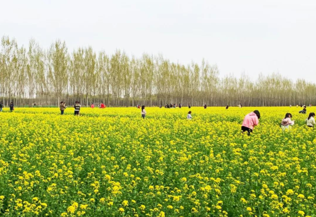 阳光正好微风不噪你想去的地方在这里固安林城油菜花田