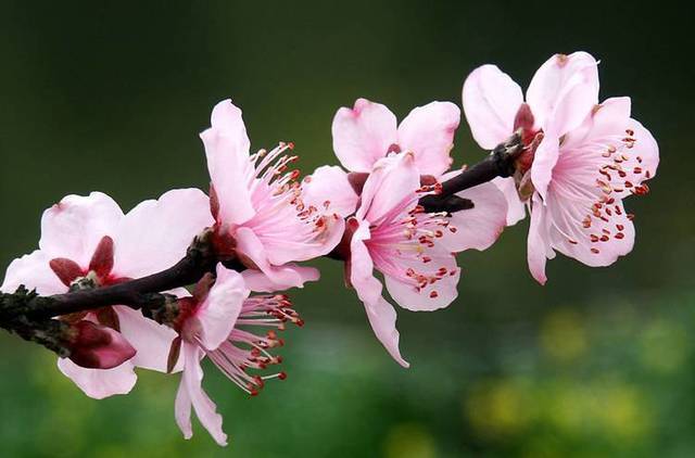 自游农旅！畅快骑行！马庄镇杨家圈桑葚文化节来了&gt;&gt;815 作者:糖小逗 帖子ID:87205 自游,畅快,骑行,马庄镇,杨家